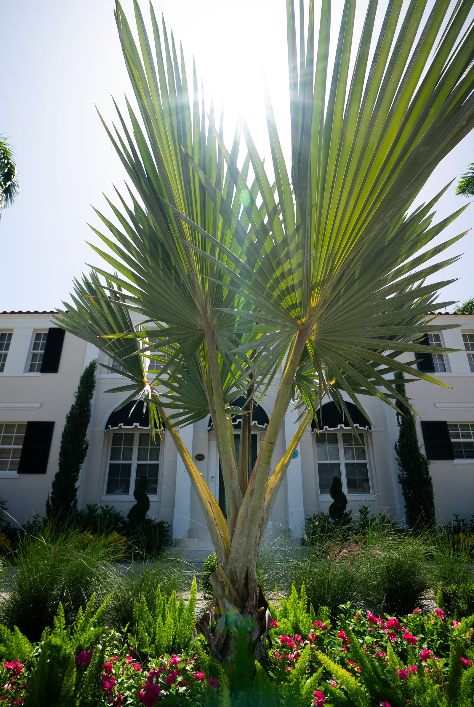 Dense privacy hedge by Delray Landscape