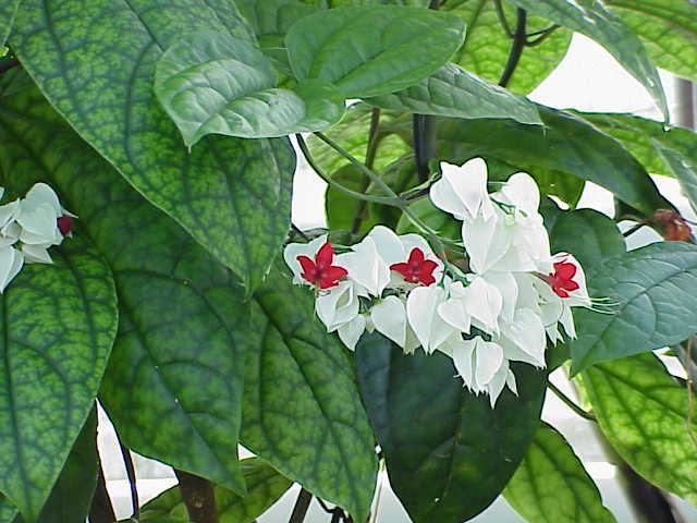 Bleeding Heart