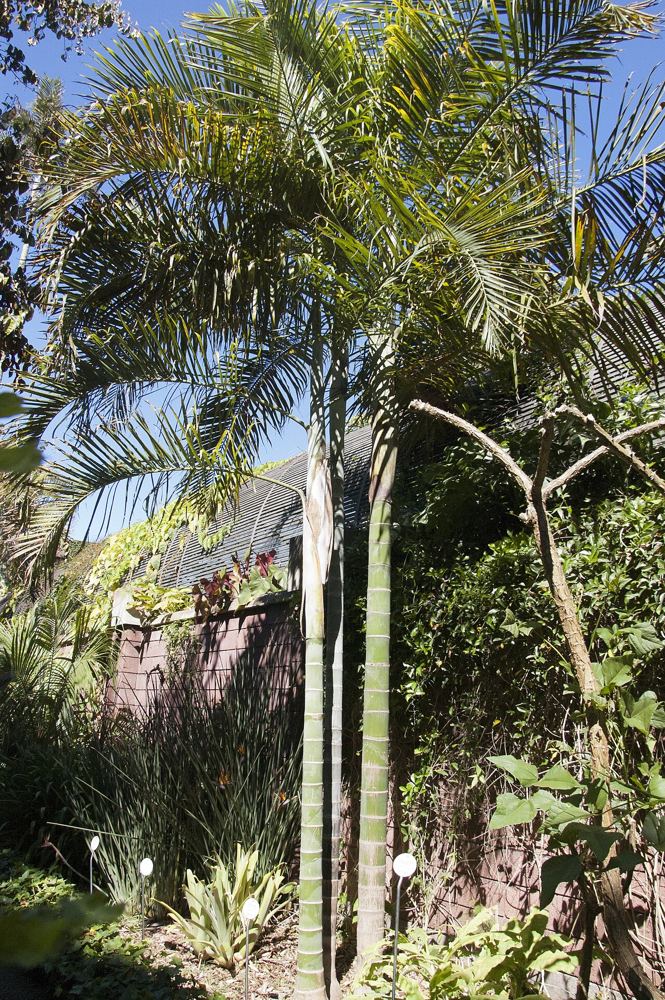 Cabadae Palm