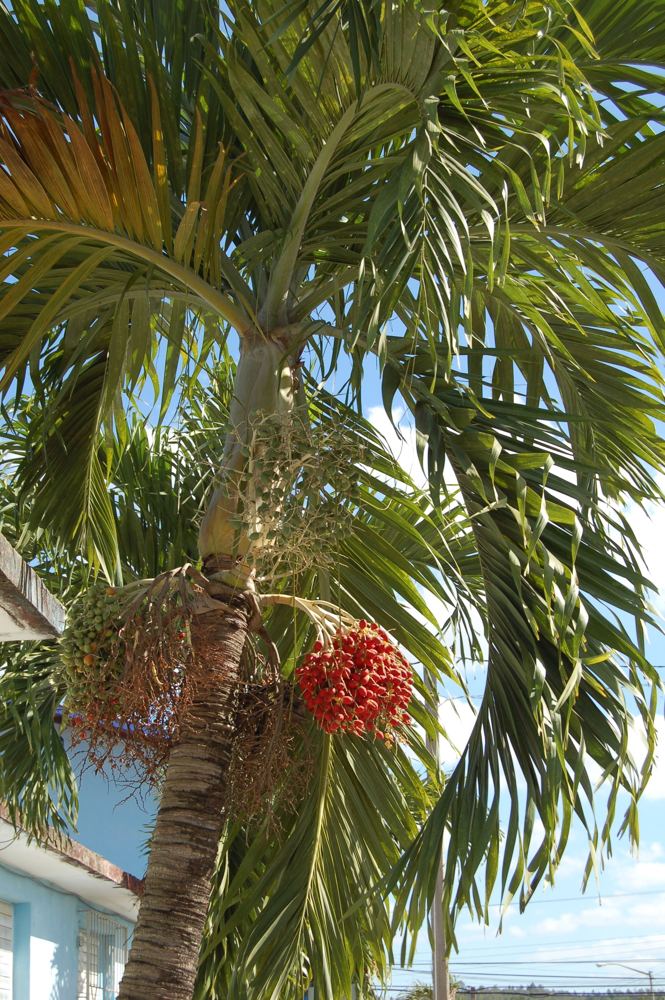 Christmas Palm