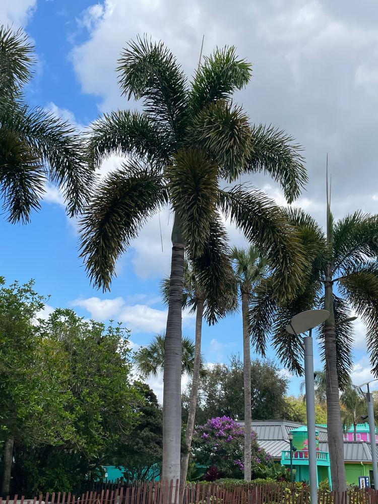 Foxtail Palm
