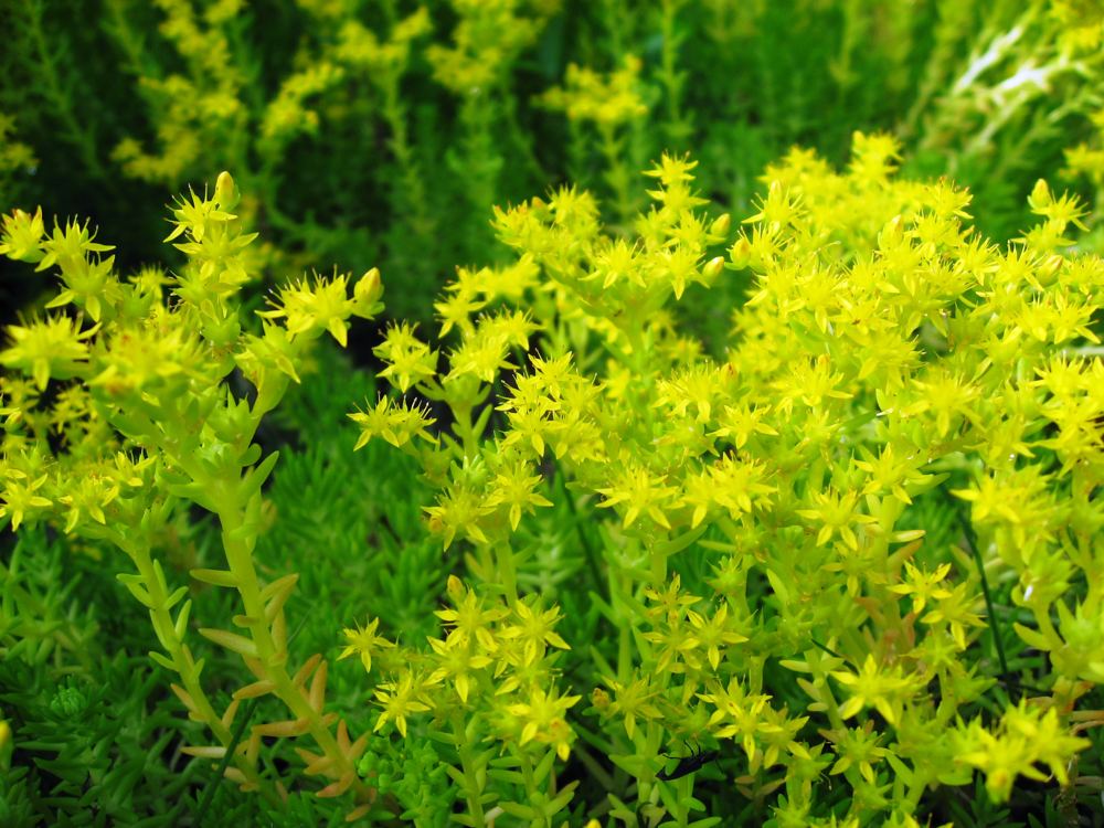 Gold Sedum