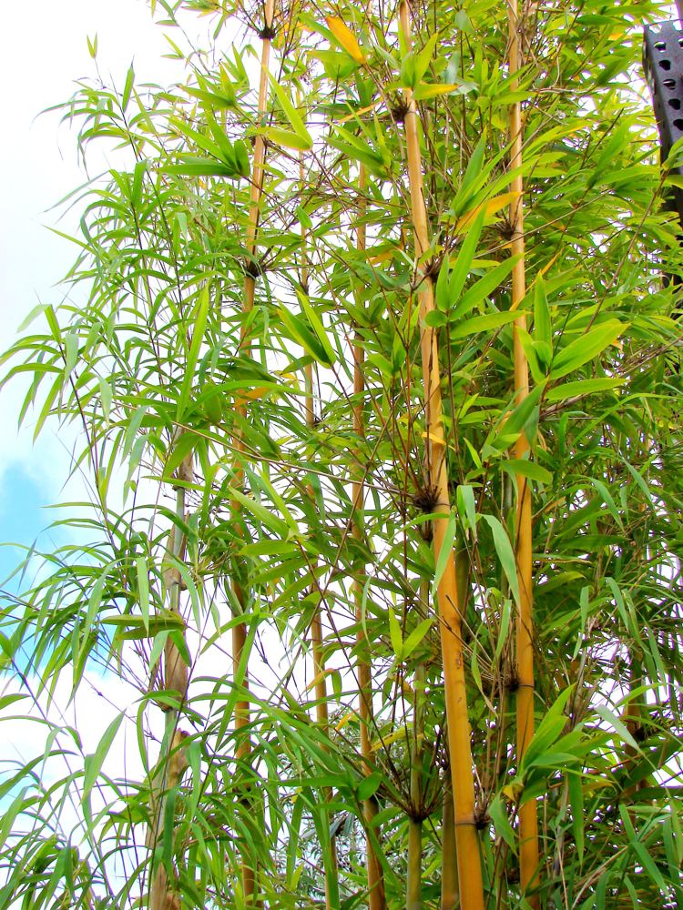 Graceful Bamboo