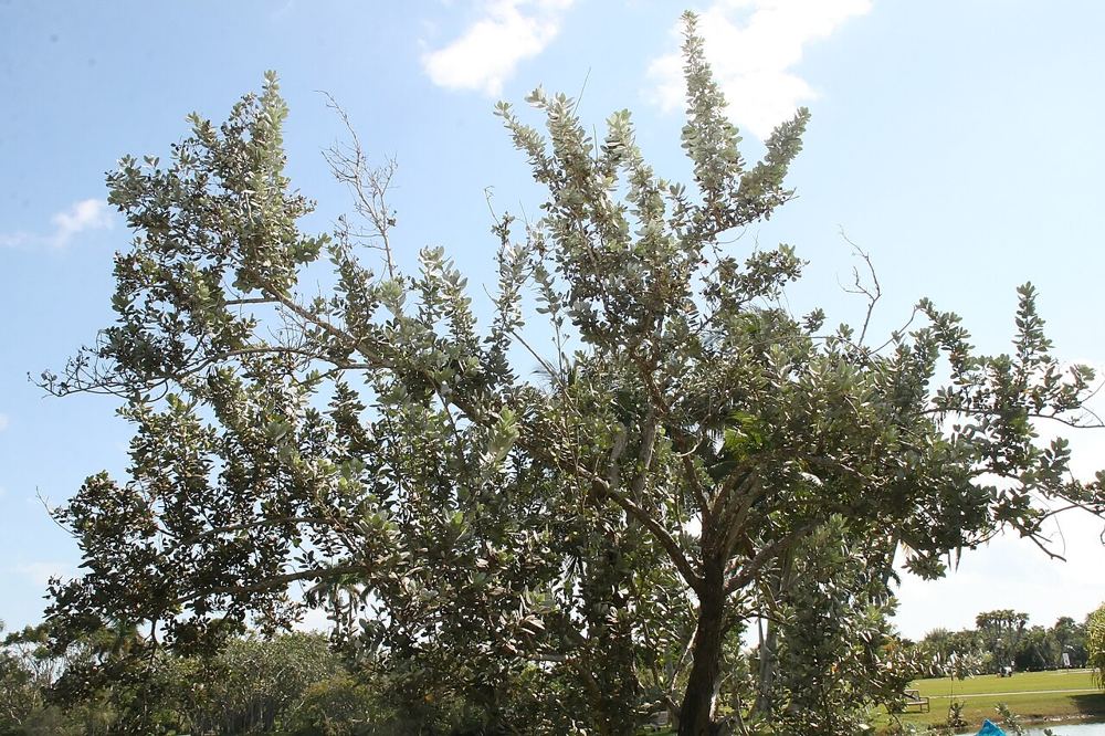Green Buttonwood