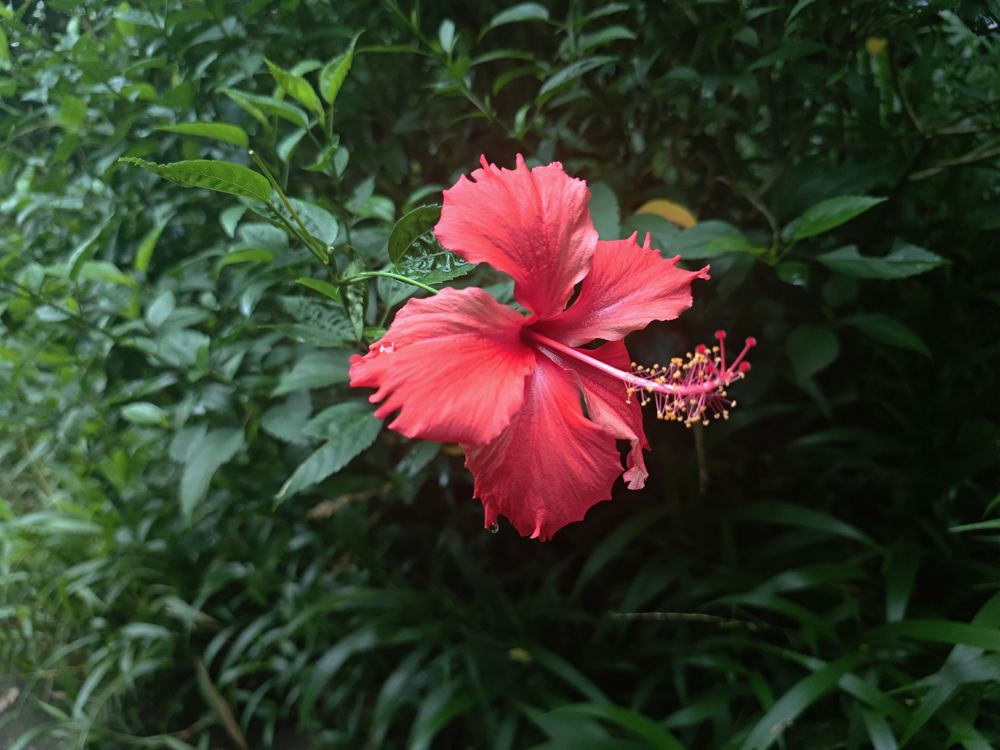 Hibiscus