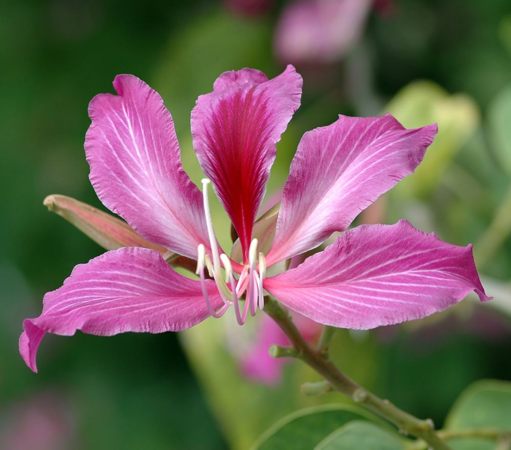 Hong Kong Orchid