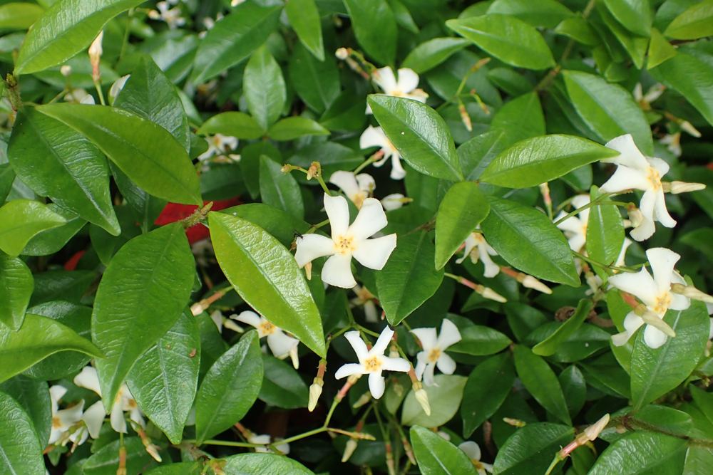 Jasmine Minima