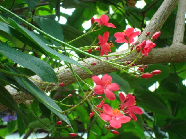 Jatropha