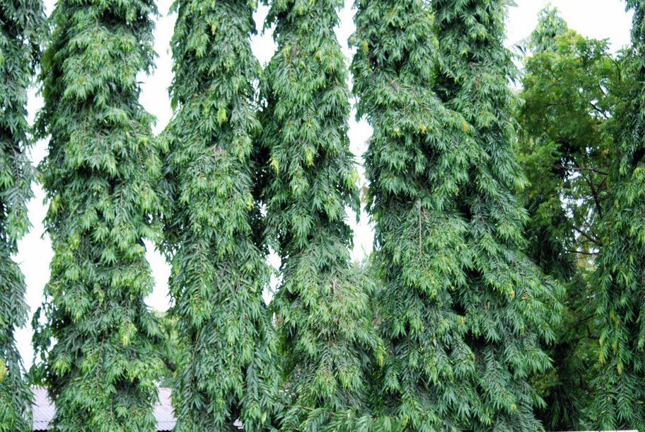 Mast Tree (Ashoka)