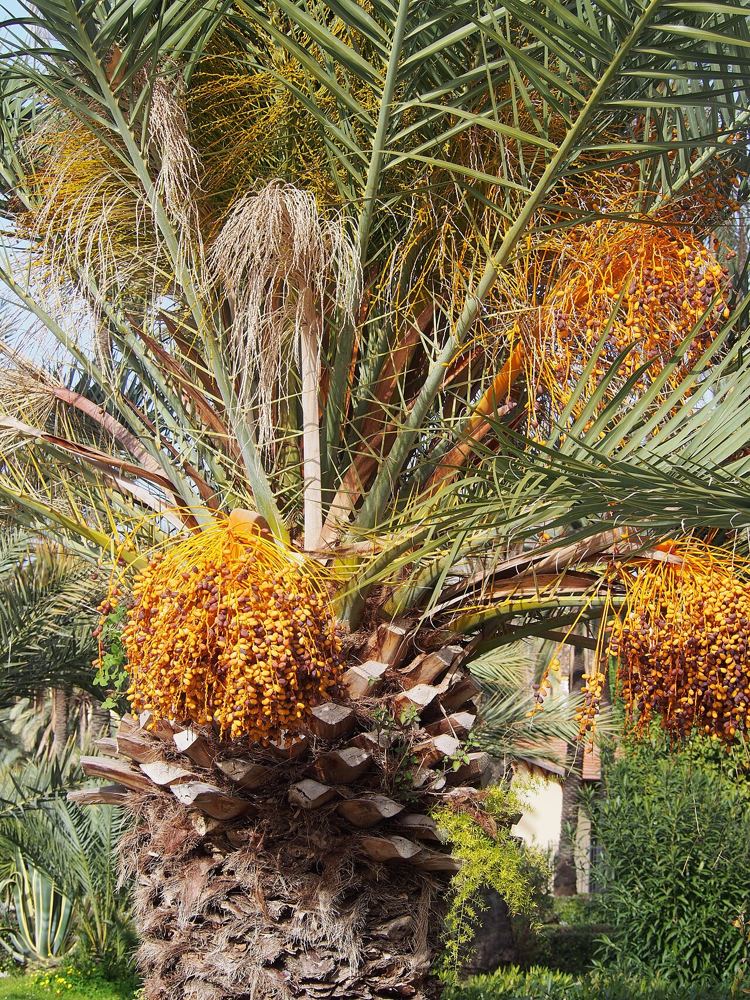 Medjool Palm