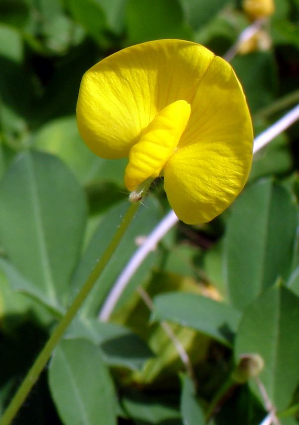 Perennial Peanut