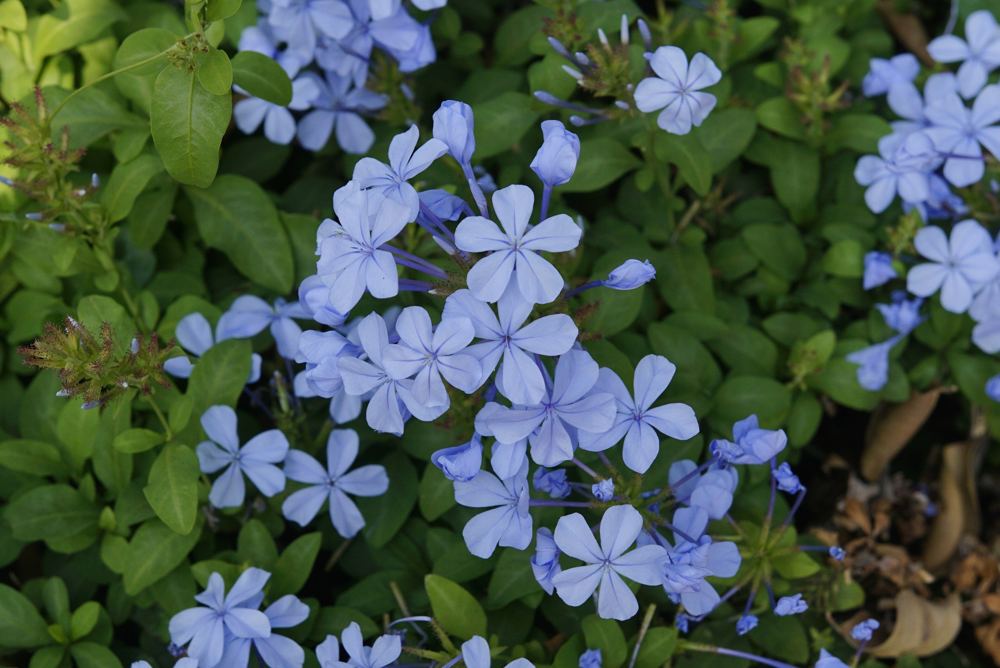 Plumbago