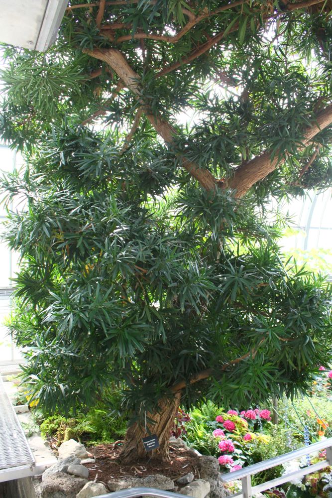 Podocarpus