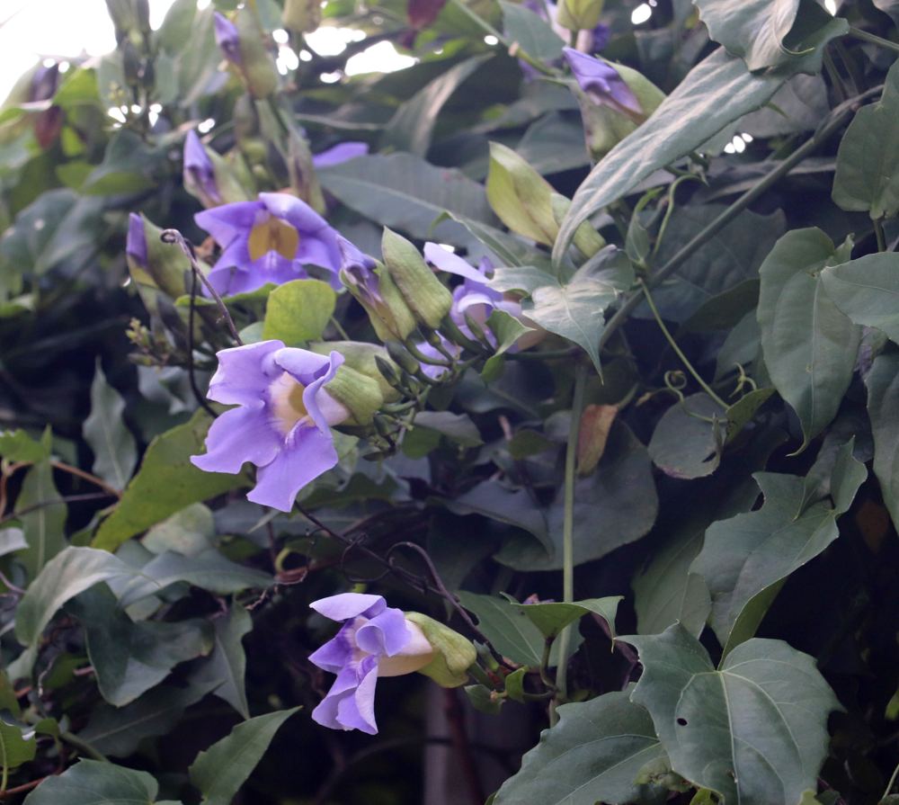Sky Vine