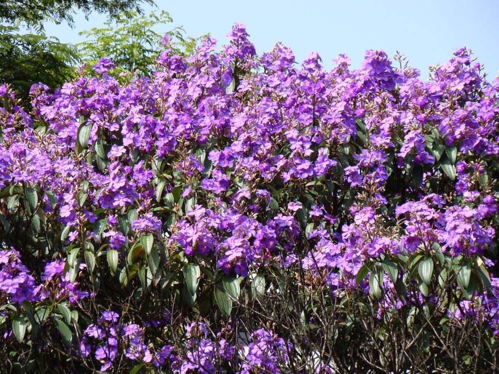 Tibouchina