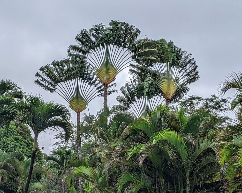 Travelers Palm