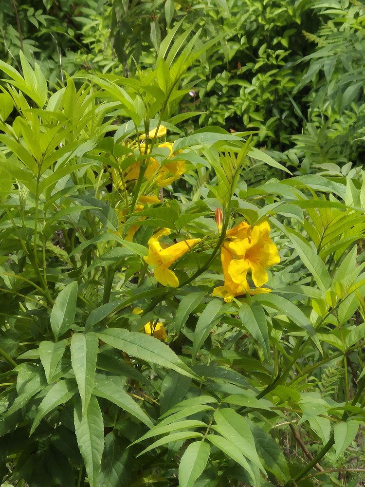 Yellow Elder
